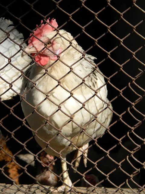 而库里将继 而库里将继